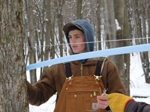 Will Wanish hanging a main line which will then transmit sap to totes.